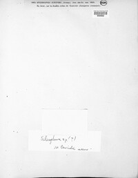 Dothidella juniperi image